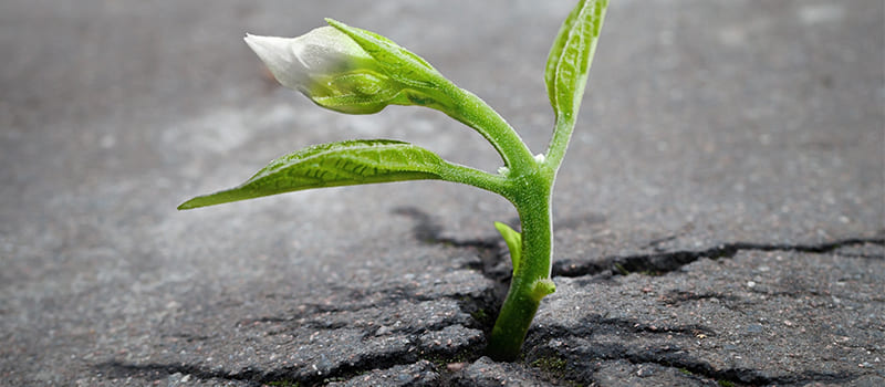 Die 7 Säulen der Resilienz